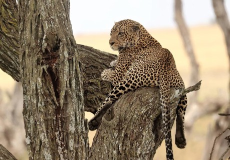 A Leopard in a Tree (Panthera pardus), Serengeti National Park, Tanzania, East Africa, Africa