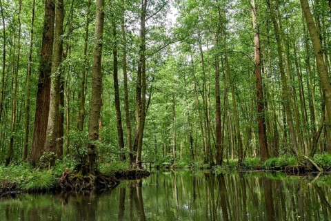 Landscape with watercourses and forest in the Spreewald in Brandenburg in Germany