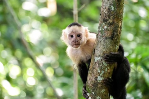 Capuchin coffee