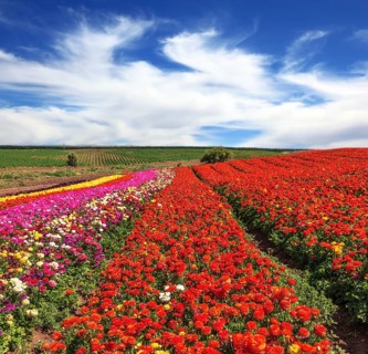 Bright festive red blooming field of buttercups. Cloudy and windy spring day