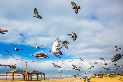 Flock of pigeons it is noisy departs from sandy beach. The windy January day in the Mediterranean