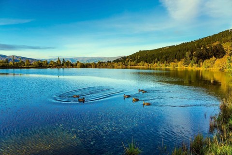 Huge quiet lake on the way to Queenstown. Flock of wild ducks swims in smooth, calm water. Early