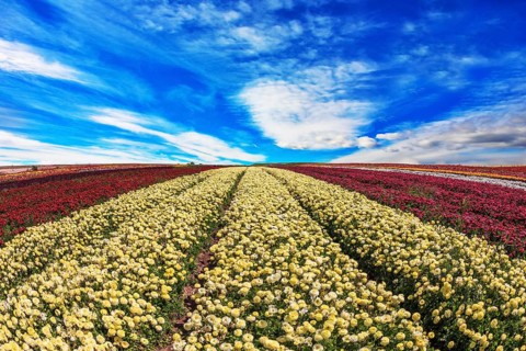 Windy day on the farm on cultivation of buttercups- ranunculus garden. Large field of yellow and