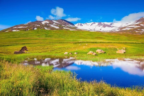 Summer Iceland. Small lake among fields of green grass. At the water resting beautiful Icelandic