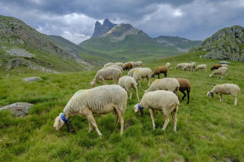 Flock of sheep in the meadows of Portalet, Ayous lakes tour, Pyrenees National Park, Pyrenees