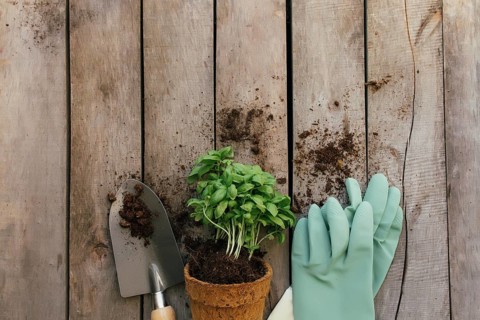 Gardening hobby concept. Plant in eco pot, shovel and gloves on wooden background.