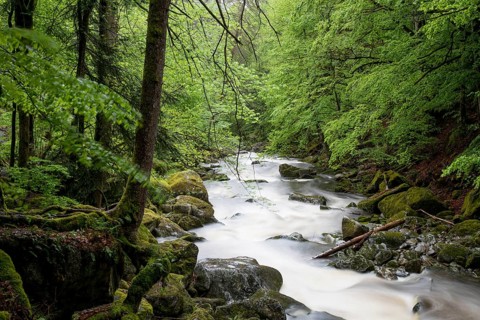 Buchberger Leite, Bavaria, Germany, Europe