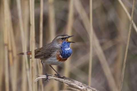 Bluethroat, Luscinia svecica, bluethroat