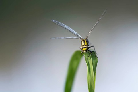 Common Club-tail (Gomphus vulgatissimus)