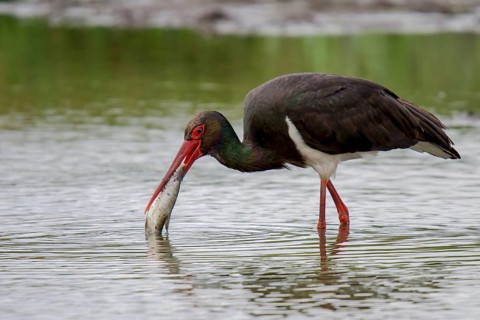 Black stork at the feeding site