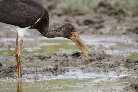 Young black stork foraging for food