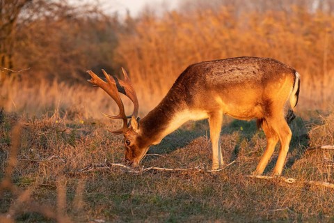 Fallow deer (Dama dama)