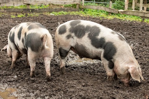 Two Bunte Bentheim black pieds foraging for food