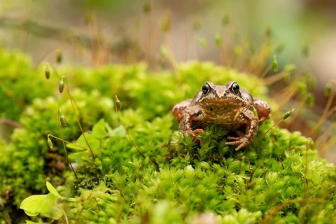 Moor frog (Rana arvalis)