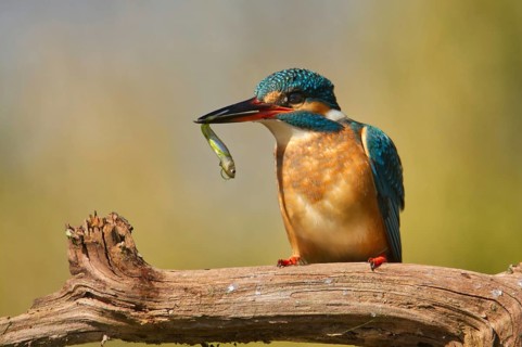 Kingfisher (Alcedo atthis)