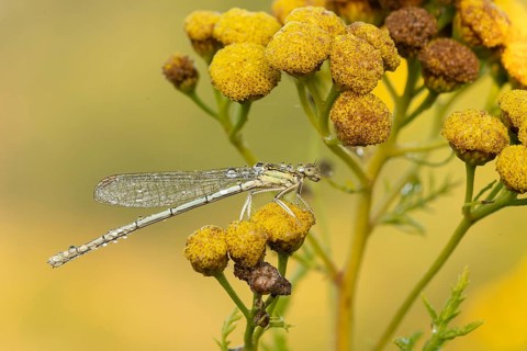 White-legged damselfly (Platycnemis pennipes)