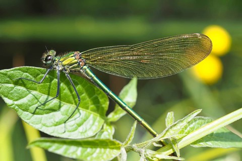 Odonates (Odonata), blurred background, North Rhine-Westphalia, Germany, Europe