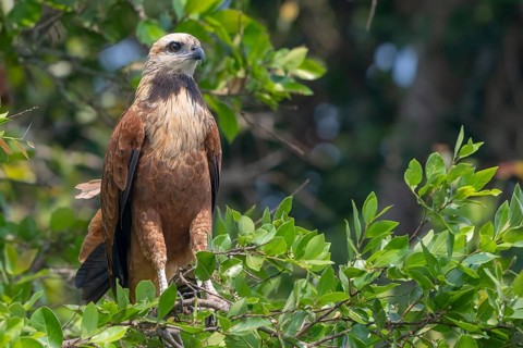 Fish Buzzard (Busarellus nigricollis), Pantanal, inland, wetland, UNESCO Biosphere Reserve, World