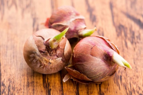 Tree onions, topsetting onions, walking onions or Egyptian onions Allium proliferum