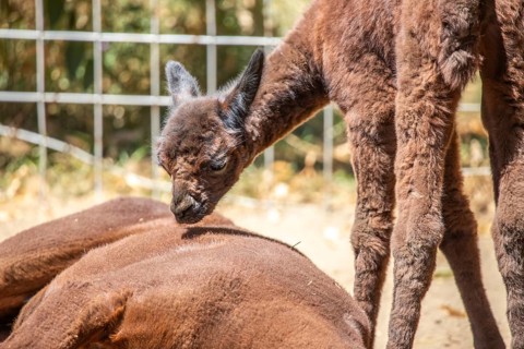 Portrait of a brown alpaca baby, Vicugna pacos, in the zoo. Big eyes, soft fur, animal in the zoo