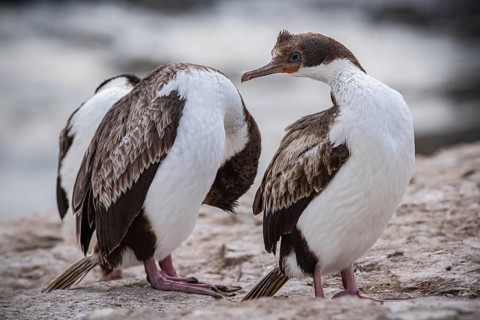 Blue-eyed Cormorant (Phalacrocorax atriceps), also Imperial shag, young birds grooming their