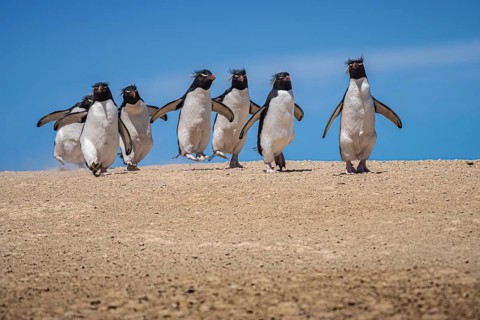Rockhopper penguins (Eudyptes chrysocome) on the way to their colony, Pebble Island, Falkland