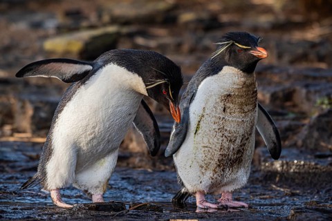 Rockhopper penguins at a water source, Bleaker Island, Falkland Islands, Great Britain, South