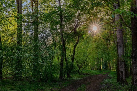 Sunbeams break through the trees onto a path in the green forest, Isar floodplains between