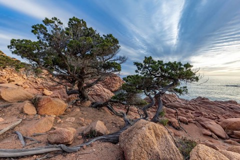 Coastal landscape with bizarre, red rocks and weathered, gnarled trees at sunset over the sea,