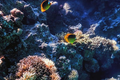Diagonal butterflyfish (Chaetodon fasciatus) Coral fish, Tropical waters, Marine life