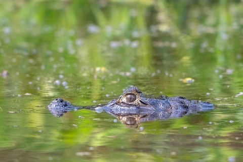 Spectacled caiman (Caiman crocodilus yacara), Crocodile (Alligatoridae), crocodile (Crocodylia),