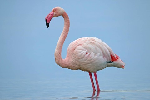 Pink flamingo, Phoenicopterus roseus