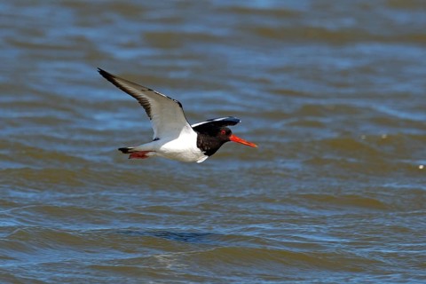 Oystercatcher, Haematopus ostralegus