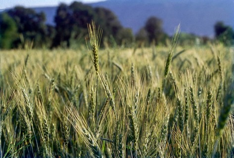 Wheat field, maharashtra, India, Asia