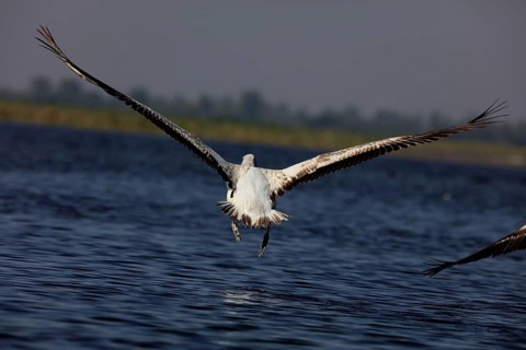 Grey pelican, nalsarovar, Gujarat, India, Asia