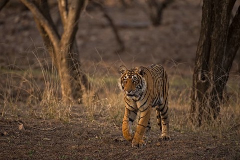 Bengal Tiger in Ranthambhore national park, rajasthan, India, Asia