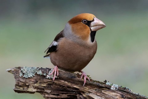 Male hawfinch (Coccothraustes coccothraustes) sitting on a rotten tree trunk covered with lichen,