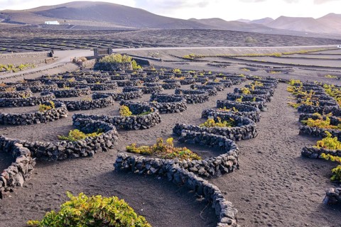 Spanish View Vineyard Landscape in Lanzarote La Geria Tropical Volcanic Canary Islands Spain