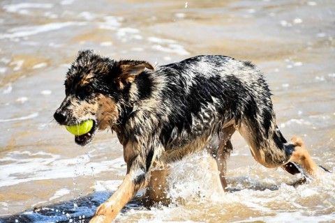 Dog on beach,, CONTINENT_