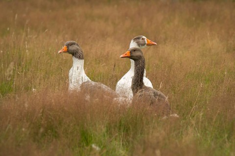 Lips geese in the grass