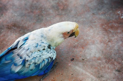 A parrot searches for food at Escobar Zoo, Argentina, South America