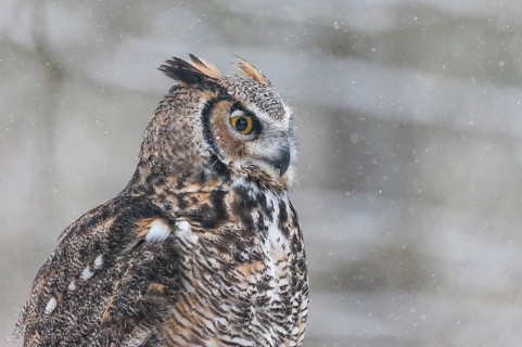 A captive great horned owl (Bubo virginianus) also known as a tiger owl at a bird of prey sanctuary
