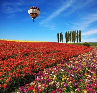 Spring day. Huge balloon flying over the field. Field of colorful blooming buttercups - ranunculus.