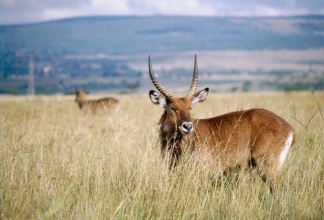 Defassa Waterbok (Kobus ellisiprymnus defassa), Nakura, Kenya, Africa