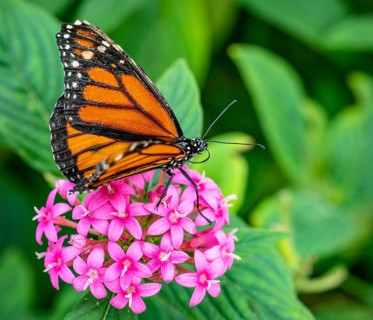 Monarch Butterfly