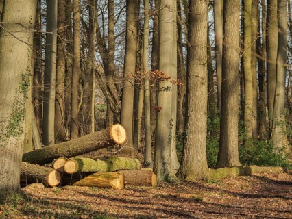 Felled tree trunks lying on the forest floor between tall tree trunks in the sunlight, wüllen,