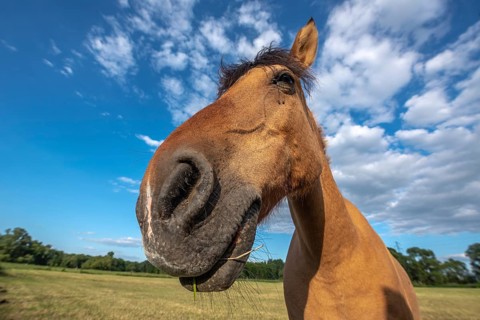 Horses in a pasture in the French countryside in spring