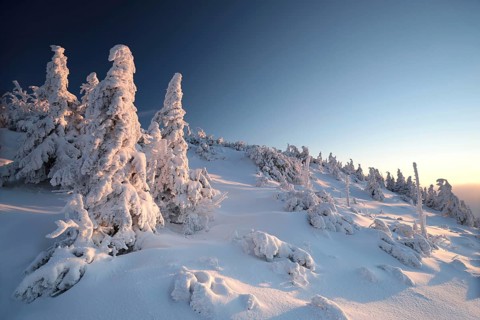 Spruce trees covered with snow on the mountain top at sunset, Altvater Mountain, Czech Republic,
