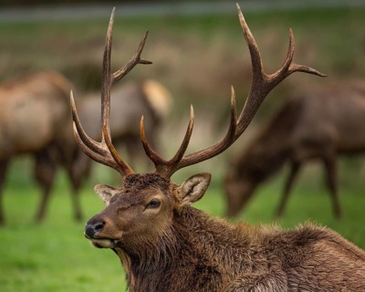 Roosevelt Bull Elk with Antlers, Portrait, Outdoor, Color Image