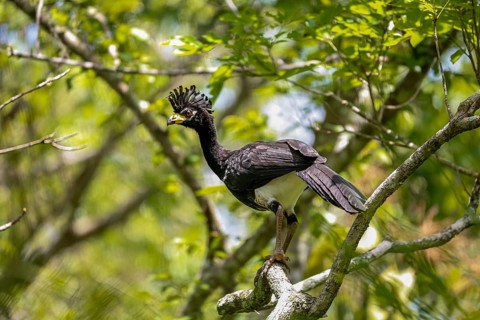 Close up of a Bare-faced Curassow perched in a tree, Pantanal Wetlands, Mato Grosso, Brazil, South